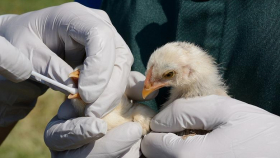 В Чили впервые выявили грипп птиц у домашнего поголовья